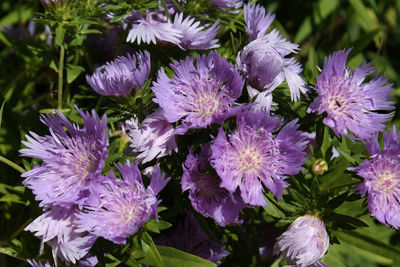 Close-up of purple flowers