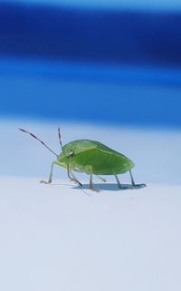 Close-up of insect on leaf