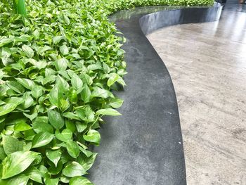 High angle view of footpath amidst plants in park