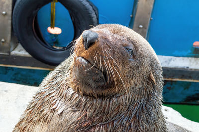 Close-up of sea lion