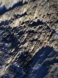 Full frame shot of tree trunk