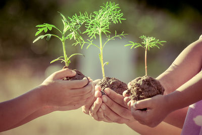 Cropped hands of friends holding plants