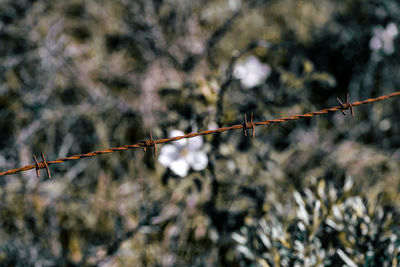 Close-up of barbed wire fence against plants