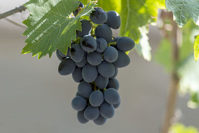 Close-up of grapes growing in vineyard