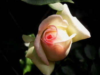 Close-up of rose blooming outdoors