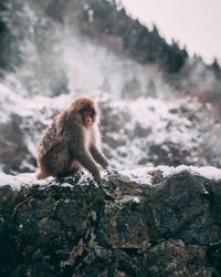 Monkey on rock in snow