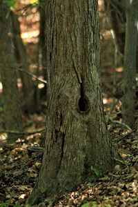 Close-up of tree trunk in forest