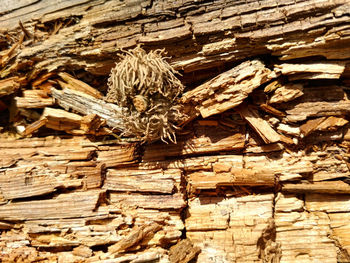 High angle view of wood