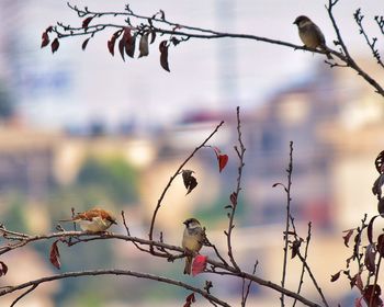 Bird perching on branch against sky