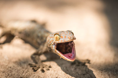 Close-up portrait of angry lizard on field