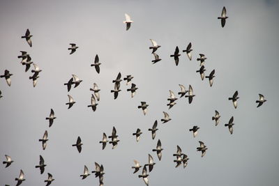 Low angle view of birds flying against sky