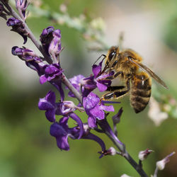 Close-up of bee on purple flower