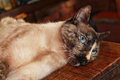 Close-up of cat lying down