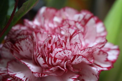 Close-up of pink flower