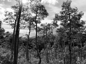 Trees in forest against sky