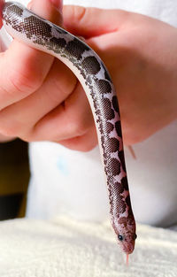 A child handling a juvenile sand boa