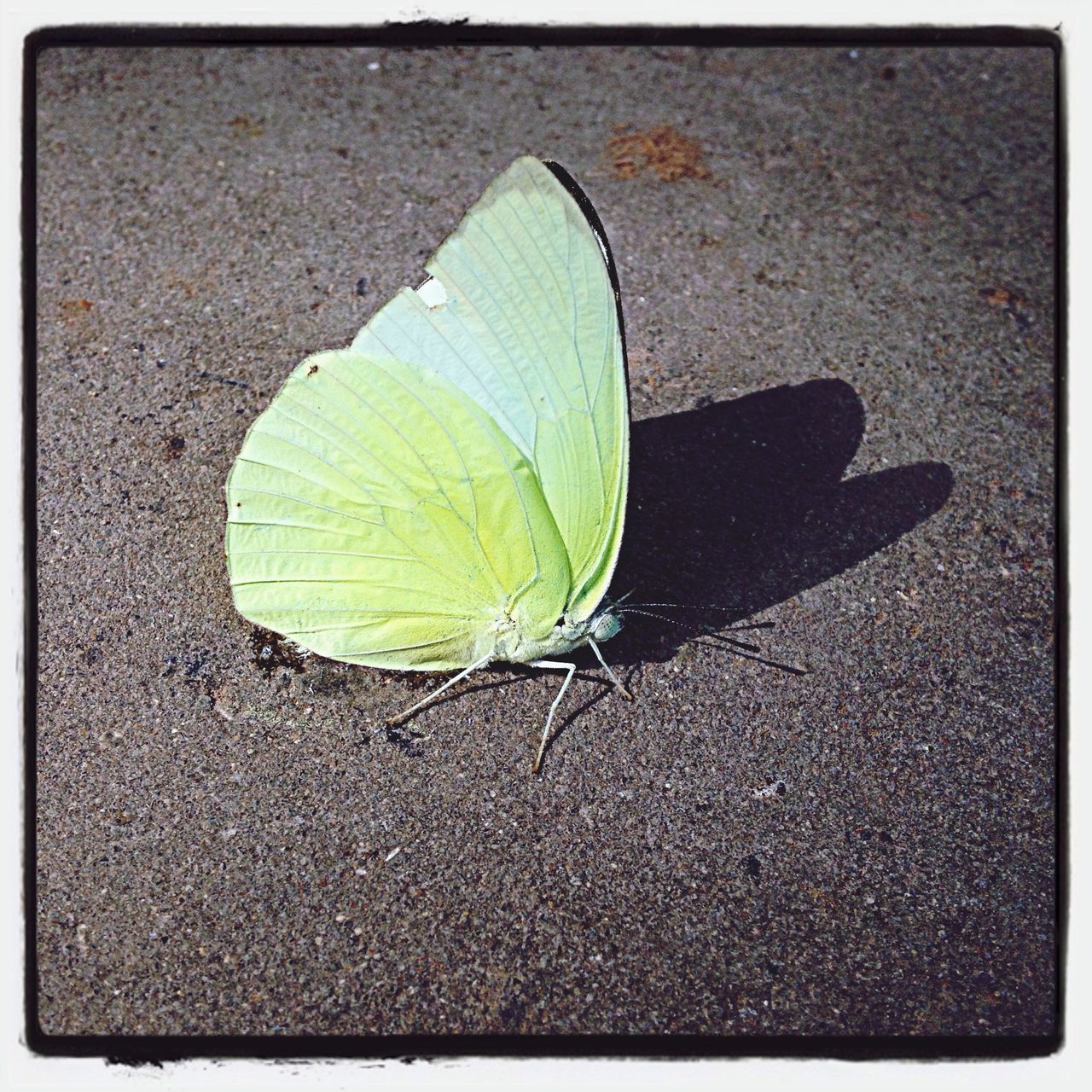 transfer print, high angle view, street, auto post production filter, leaf, close-up, ground, day, outdoors, nature, sunlight, road, one animal, no people, asphalt, wet, shadow, transportation, single object, fragility