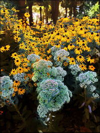 Close-up of yellow flowers