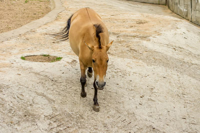 High angle view of horse on field