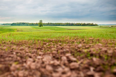 Scenic view of agricultural field against sky