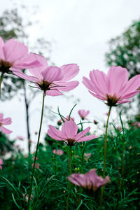 Close-up of pink flowers blooming against sky