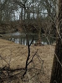 Bare trees by river against sky