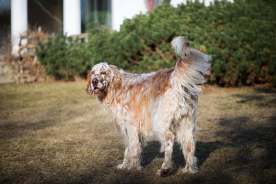 Dog standing in field