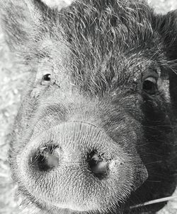 Close-up portrait of horse