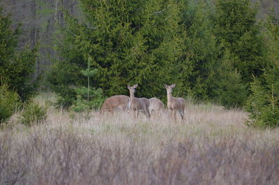 Beautiful scenic deer photo