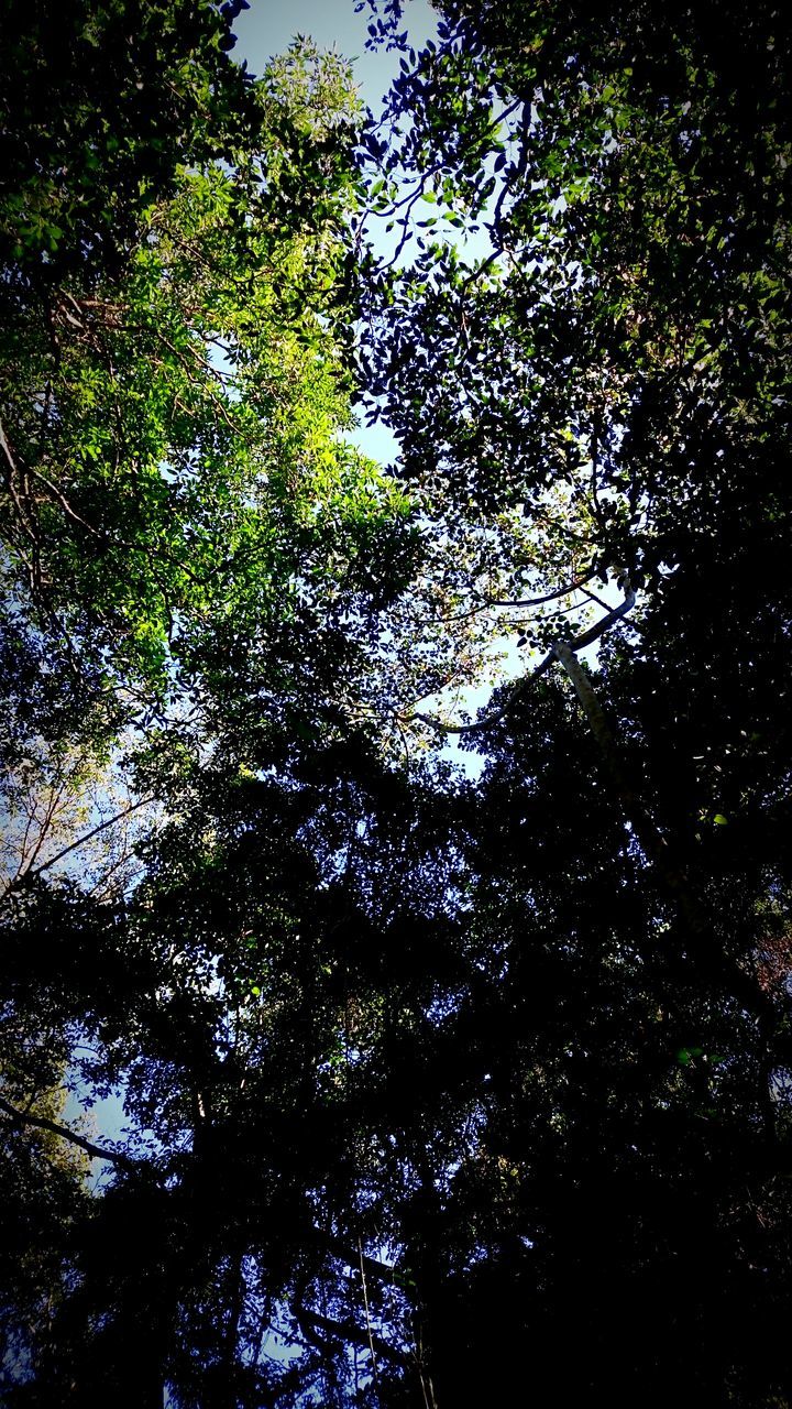 LOW ANGLE VIEW OF TREES AGAINST SKY