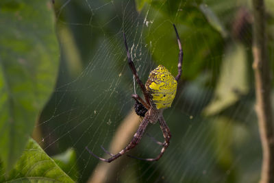 Close-up of spider on web