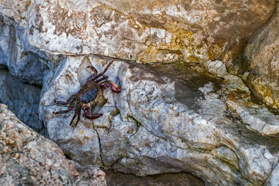 High angle view of insect on rock