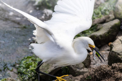 Close-up of seagull