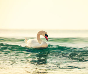 Swan swimming in a sea