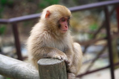 Monkey looking away while sitting on railing