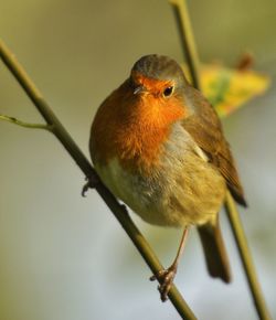 Close-up of bird perching on twig