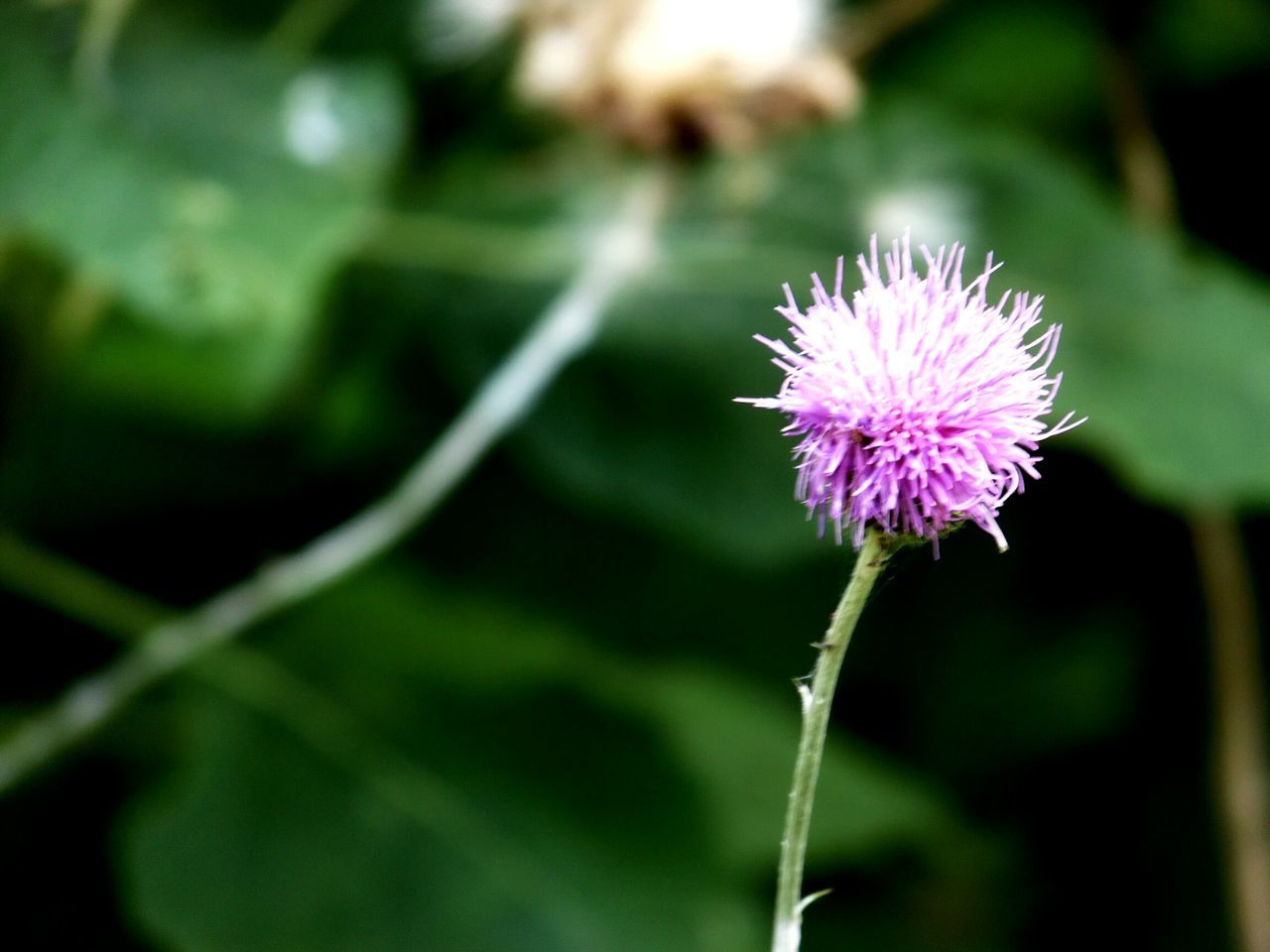 CLOSE-UP OF DANDELION FLOWER