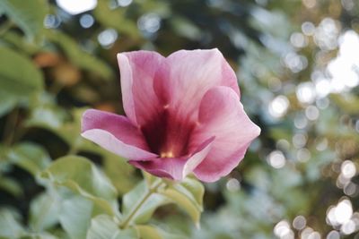 Close-up of pink flower blooming outdoors