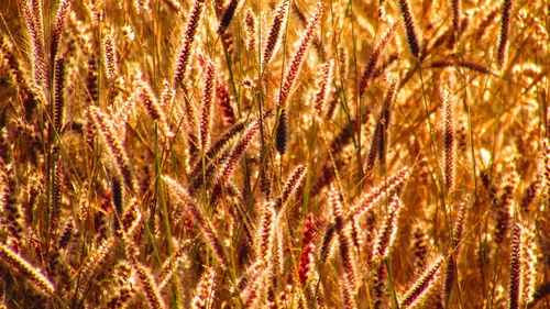 Close-up of wheat growing in field