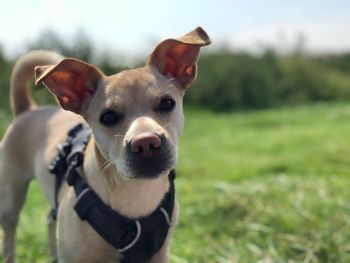 Portrait of dog on field