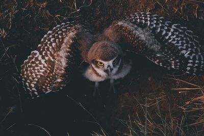 Close-up of owl