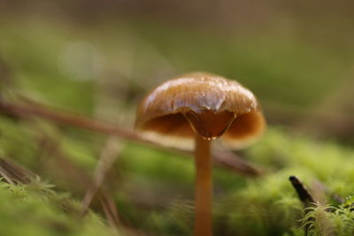 fungus