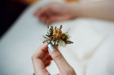 Cropped hand of woman holding plant