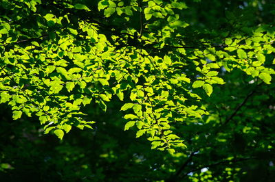 Close-up of leaves against trees