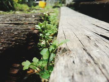 Close-up of plant