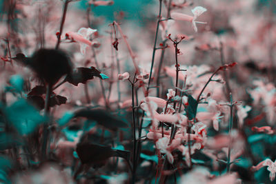 Close-up of cherry blossom