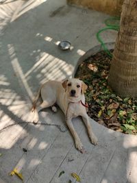 High angle view of dog sitting on footpath