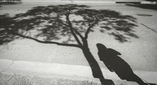 Shadow of tree on the wall