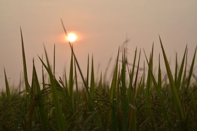 Close-up of grass growing on field against sky during sunset