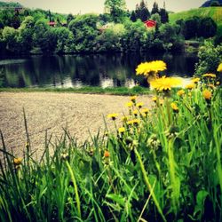 Yellow flowers blooming in field